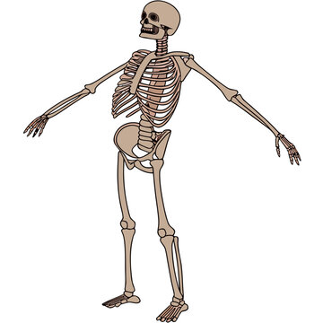 Anatomical human skeleton t-pose graphic art illustration with skeleton