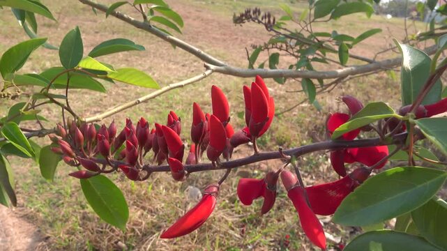 Erythrina crista galli and Butea frondosa in Vietnam. Winter bloom
