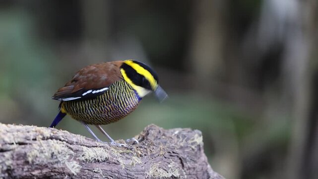 Javan banded pitta (Hydrornis guajanus) is a species of bird in the family Pittidae. This photo was taken in east Java.