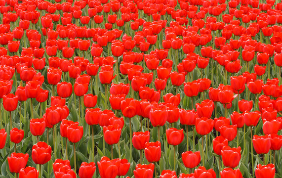 A field with lots of red tulips