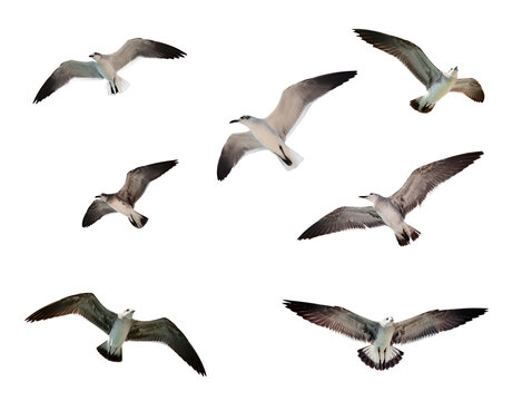 Scene featuring flying seagulls isolated on white