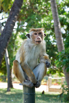 Scene featuring monkey - long tailed macaque. Sri Lanka