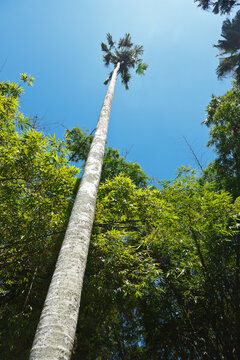 Tall palm against the sky. Peradeniya Botanical Gardens. Kandy, Sri Lanka