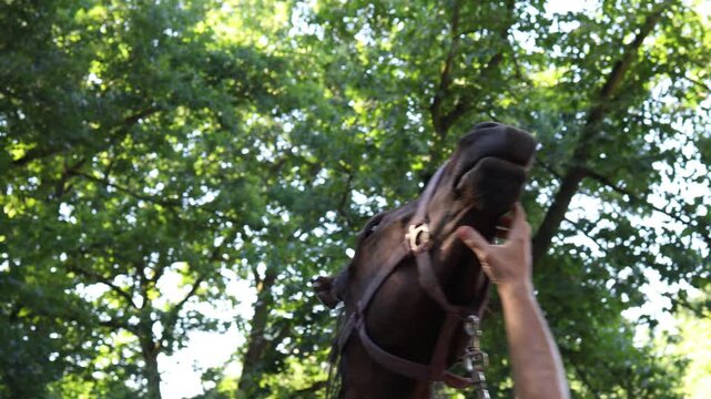 Close-up 4K shot of hands gently touching horse muzzle in green forest &ndash; equestrian care and animal bonding footage