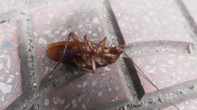 A dead street cockroach being eaten by red ants. The abundance of insects in Asia and food webs