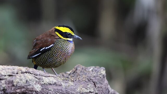 Javan banded pitta (Hydrornis guajanus) is a species of bird in the family Pittidae. This photo was taken in east Java.