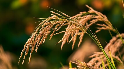 Fototapeta premium Golden rice stalks sway gently in warm sunlight against a softly blurred natural background