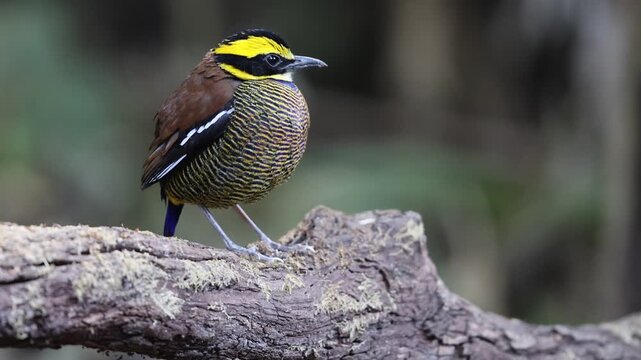 Javan banded pitta (Hydrornis guajanus) is a species of bird in the family Pittidae. This photo was taken in east Java.