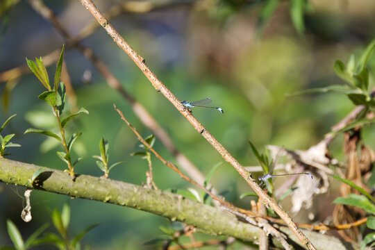Two colorful Platycnemididae, a light blue dragonfly and a violet one on a branch, two insects with a blue-violet sheen, two dragonflies basking in the sun