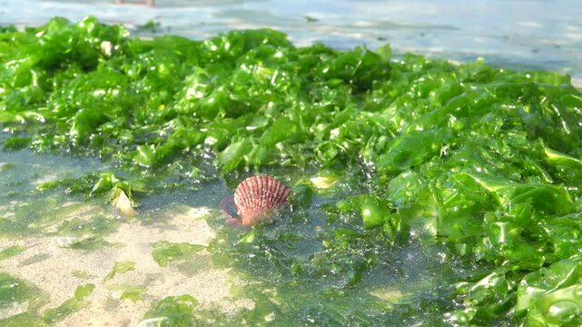 Large ulva algae Sea salad (protein, fiber, vitamins and minerals) in the South China Sea and also scallops on the shore. Vietnam
