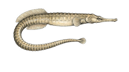 Naklejka premium Syngnathus typhle greater pipefish isolated on transparent background