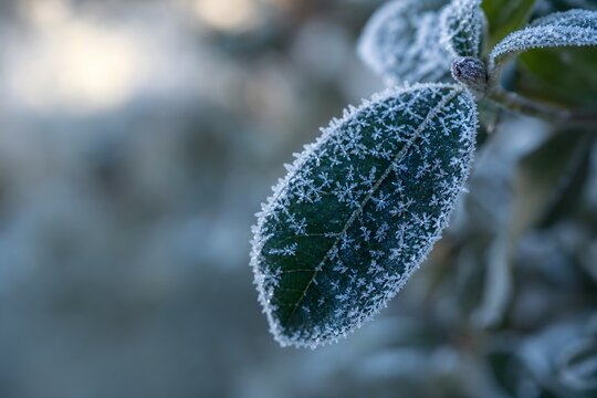 Frosty green leaf covered in ice crystals on a cold winter morning