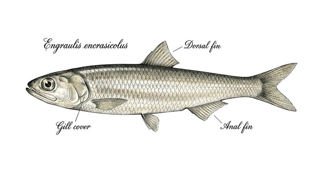 Engraulis encrasicolus european anchovy fish illustration isolated on transparent background