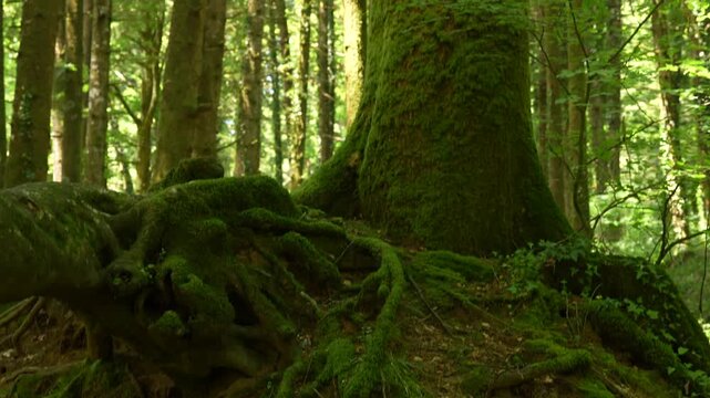 A mossy tree trunk and massive roots in an ancient forest. The camera pans down along a massive tree trunk covered in green moss, revealing large mossy roots spreading across the ground in the dense f