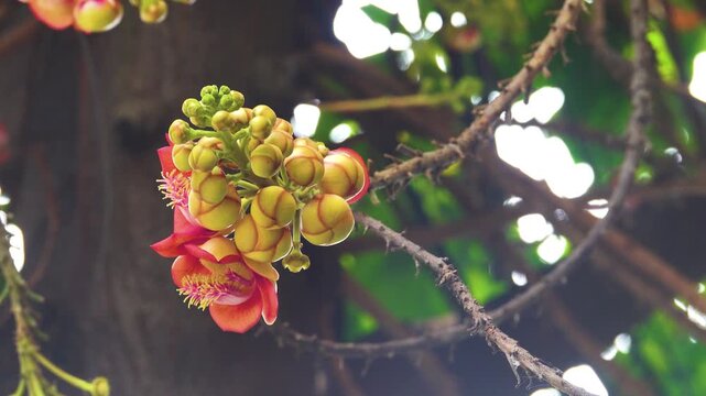 Buddhist temple, tropical rainforests and cannonball tree (Couroupita guianensis) This Brazilian tree has been acclimatized in Vietnam. Cauliflory flowers