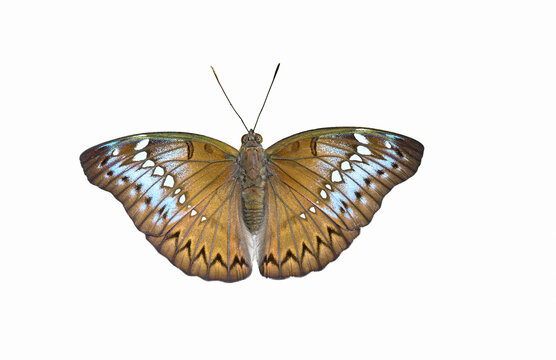female Banded Marquis ( Euthalia teuta ) isolated on white background close up