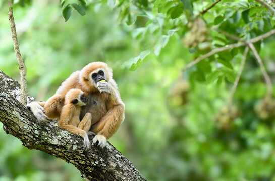 White-handed gibbon(Hylobates lar)and baby eat fruit on tree in the Kaeng Krachan National park,thailand