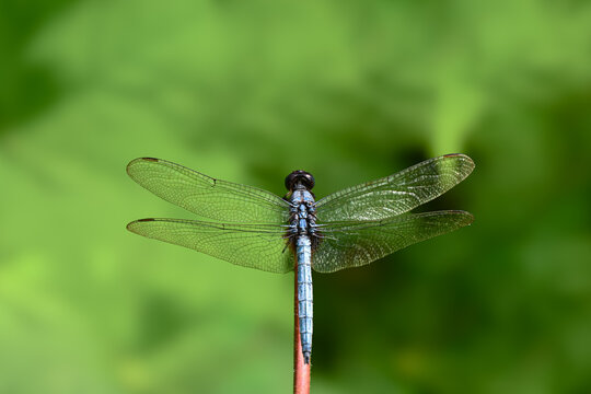 Common Blue skimmer(Orthetrum glaucum) perched on the stem of a red plant