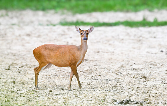 Barking deer (Muntiacus vaginalis) standing on the ground at Kaeng Krachan National park,western thailand