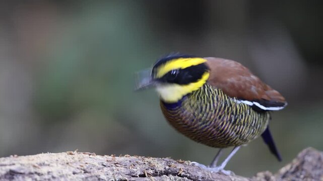 Javan banded pitta (Hydrornis guajanus) is a species of bird in the family Pittidae. This photo was taken in east Java.