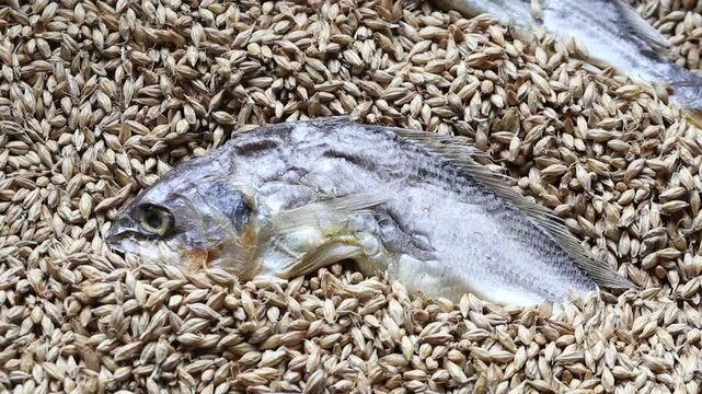 Korea barley dried yellow croaker bori gulbi earthenware crock pot seafood ingredient 생선 전통 보리굴비 굴비 항아리 옹기 보리 쌀 보관 숙성 건어물 수산물 한식 식재료