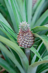 Fototapeta premium pineapple in the garden