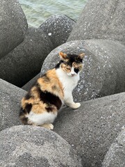 cat on the beach © Rosiec