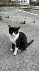 black and white cat © Rosiec