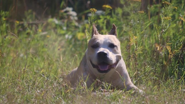 A dog lying in a field of tall grass