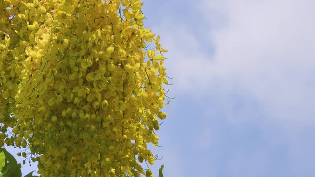 Cassia fistula tree luxurious golden blossoms, golden rain. Vietnam