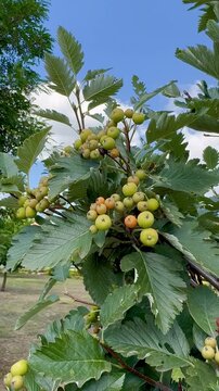 Hawthorn berries ripen on the tree.