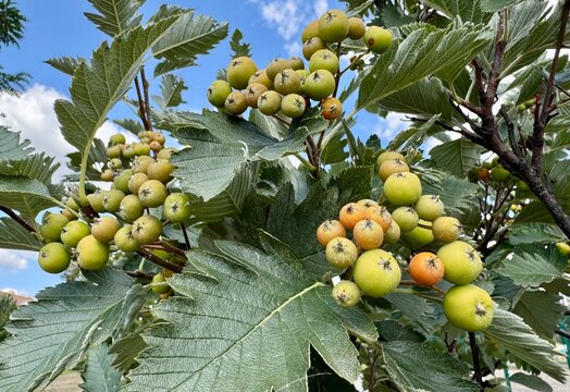 Hawthorn berries ripen on the tree.