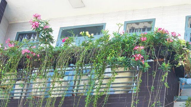 A magnificent floral balcony bed with vines, frangipani and a mango tree in the city, a masterpiece of floristry. Vietnam