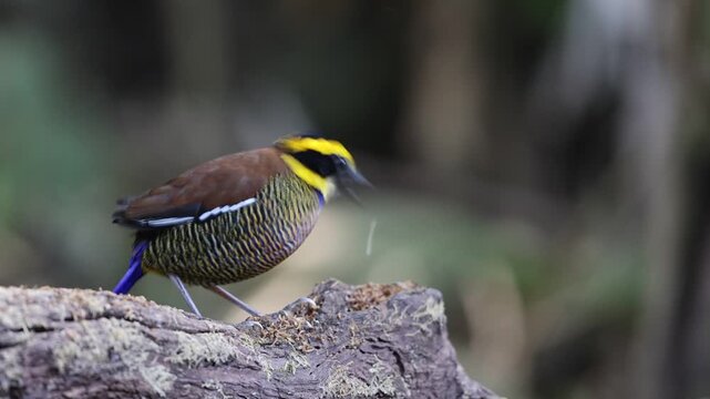 Javan banded pitta (Hydrornis guajanus) is a species of bird in the family Pittidae. This photo was taken in east Java.