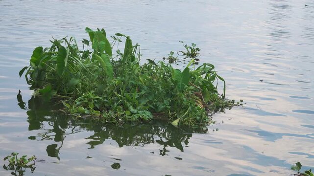 A patch of floating vegetation made of water hyacinth (Eichhornia) and the accompanying macrophytes is drifting along the Mekong River in Vietnam.
