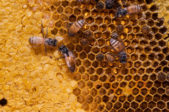 Close up view of the working bees on honey cells.