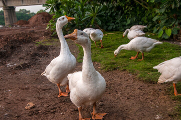 White swan, Goose or Swan family walking. © CRSHELARE