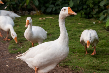 White swan, Goose or Swan family walking. © CRSHELARE