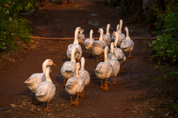 White swan, Goose or Swan family walking. © CRSHELARE