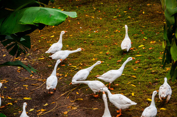 White swan, Goose or Swan family walking. © CRSHELARE