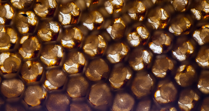 Texture and pattern of honeycomb, Abstract background
