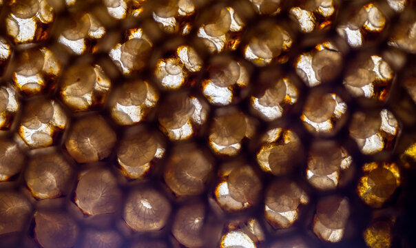 Texture and pattern of honeycomb, Abstract background