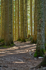 Fototapeta premium Sunlight filtering through dense black pine forest
