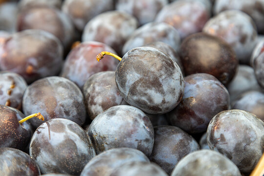 Close-up view of ripe, dark purple plums piled high for sale at a market