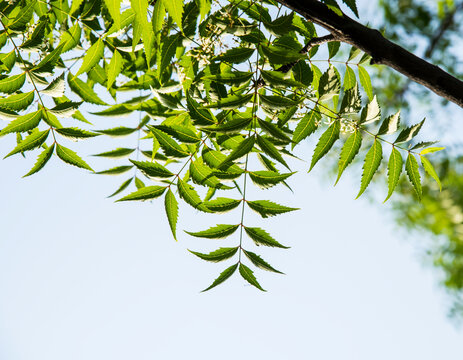 A branch of neem tree leaves. Natural Medicine.