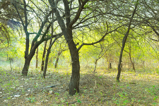 Landscape of green trees in forest at morning