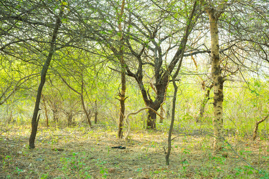 Landscape of green trees in forest at morning