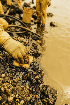 Worker cleaning oil spill from rocky shoreline