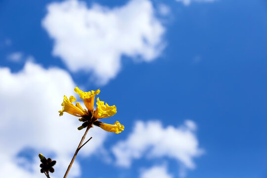 Blooming yellow ipetree branch with vibrant flowers against blue sky with white clouds