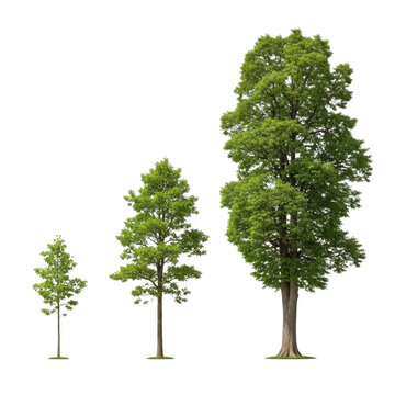 Three trees of varying heights growing in a straight line